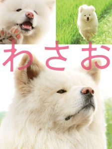 Wasao (2011) วาซาโอะ