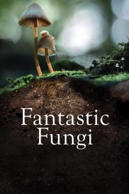 [NETFLIX] Fantastic Fungi (2019) เห็ดมหัศจรรย์