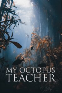 [NETFLIX] My Octopus Teacher (2020) บทเรียนจากปลาหมึก