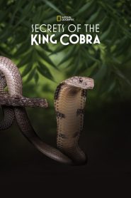 Secret of the King Cobra (2010)